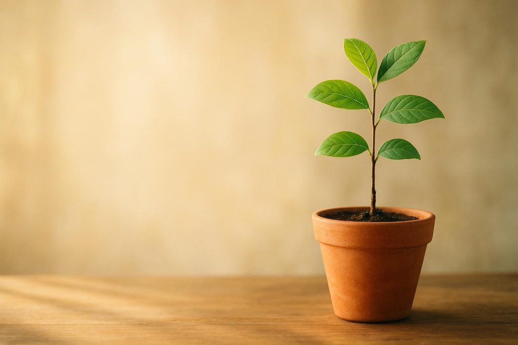 A small potted plant symbolizing growth and the possibility of outgrowing ADHD.